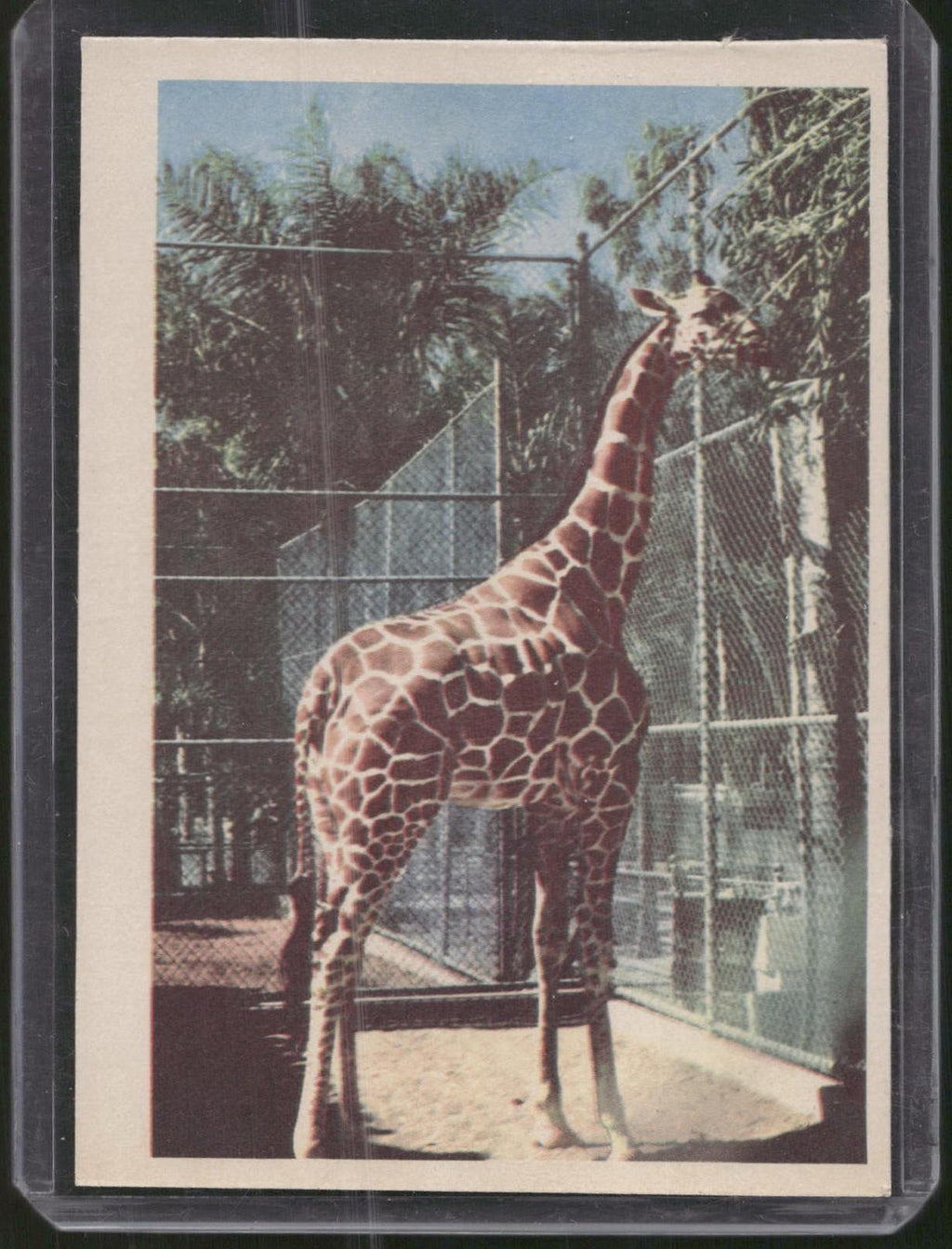 1960 Premiere/Oak Animals (R724-6) #NNO Reticulated Giraffe