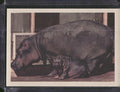 1960 Premiere/Oak Animals (R724-6) #NNO Hippopotamus