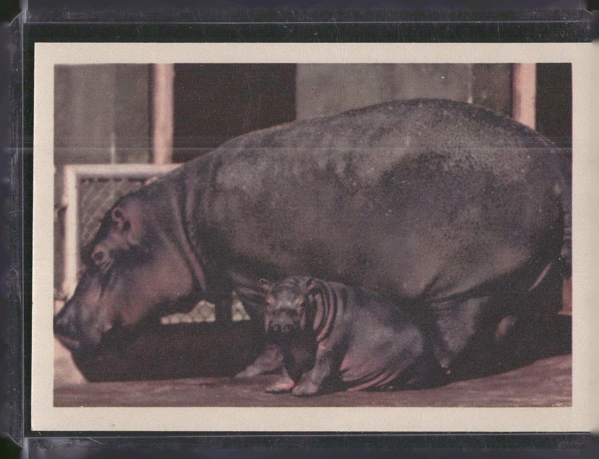 1960 Premiere/Oak Animals (R724-6) #NNO Hippopotamus