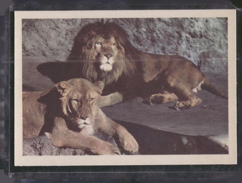 1960 Premiere/Oak Animals (R724-6) #NNO African Lion / African Lioness
