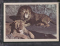 1960 Premiere/Oak Animals (R724-6) #NNO African Lion / African Lioness