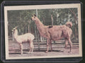 1960 Premiere/Oak Animals (R724-6) #NNO Llama