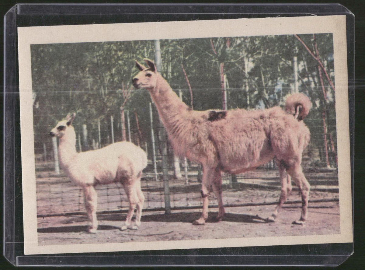 1960 Premiere/Oak Animals (R724-6) #NNO Llama