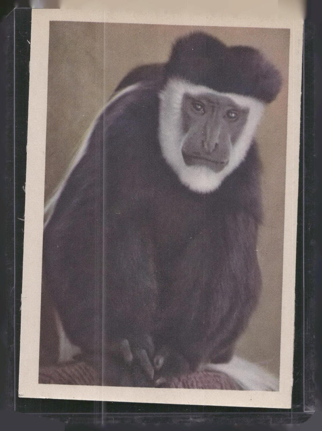 1960 Premiere/Oak Animals (R724-6) #NNO Colobus-Monkey