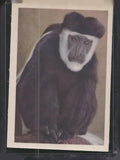 1960 Premiere/Oak Animals (R724-6) #NNO Colobus-Monkey