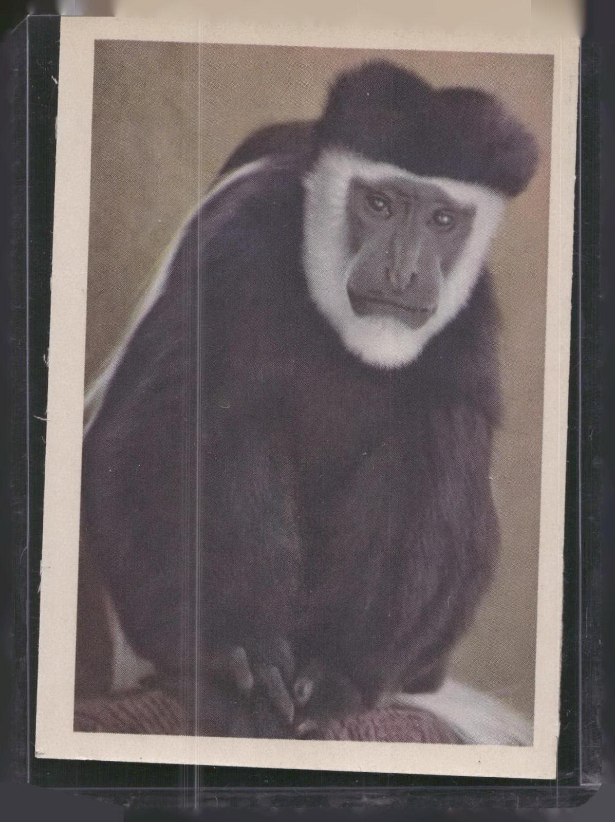 1960 Premiere/Oak Animals (R724-6) #NNO Colobus-Monkey