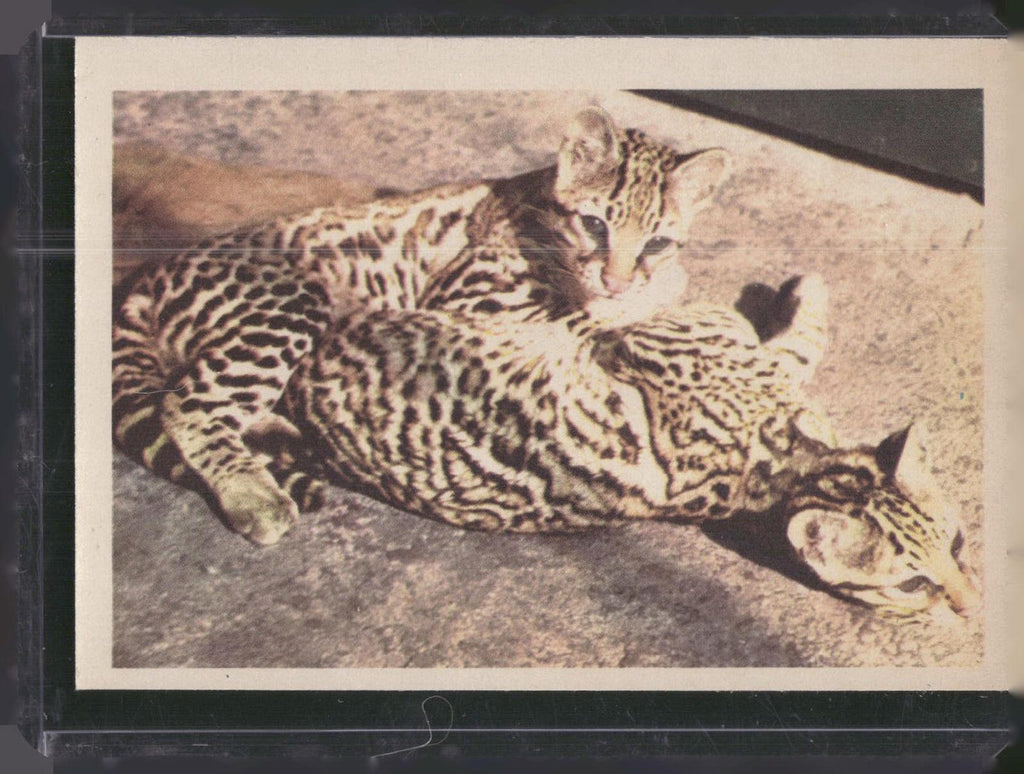 1960 Premiere/Oak Animals (R724-6) #NNO Ocelot Kittens