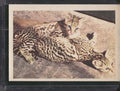 1960 Premiere/Oak Animals (R724-6) #NNO Ocelot Kittens