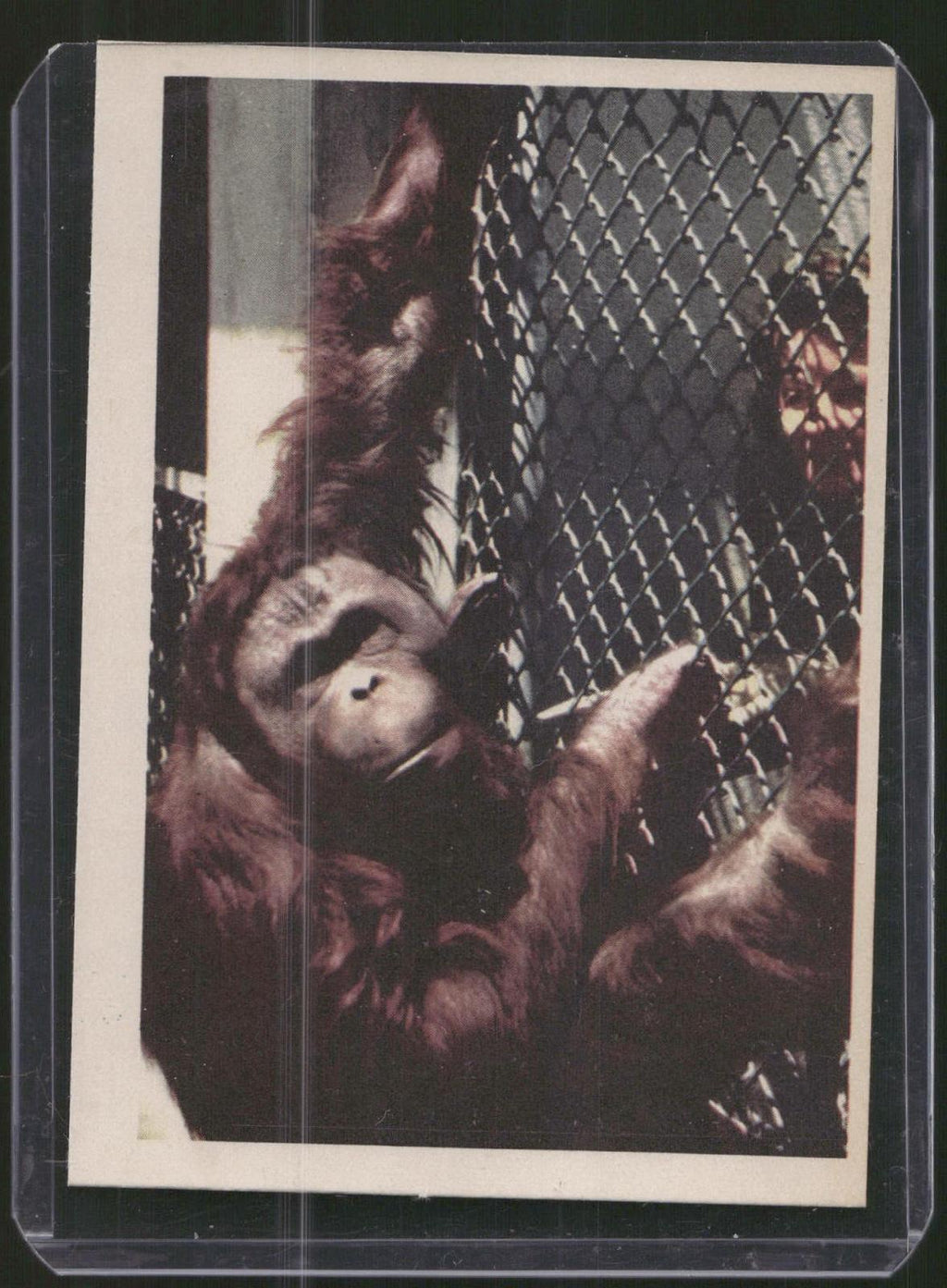 1960 Premiere/Oak Animals (R724-6) #NNO Orang-Utan