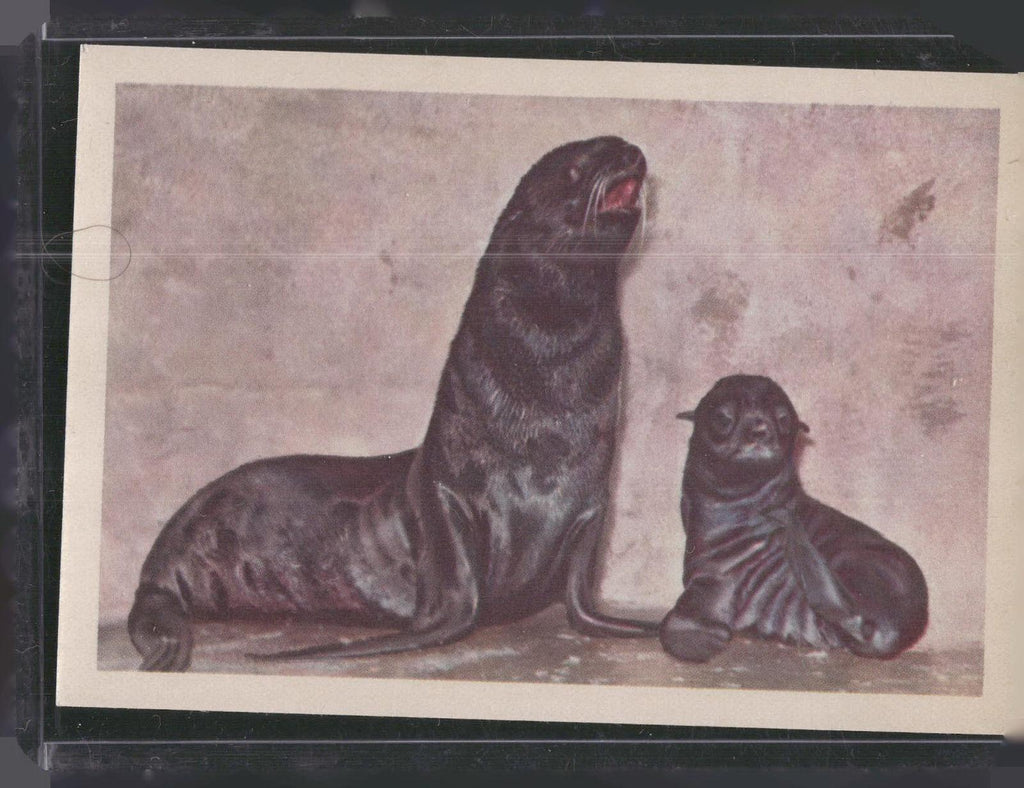 1960 Premiere/Oak Animals (R724-6) #NNO Northern Fur Seal Cow