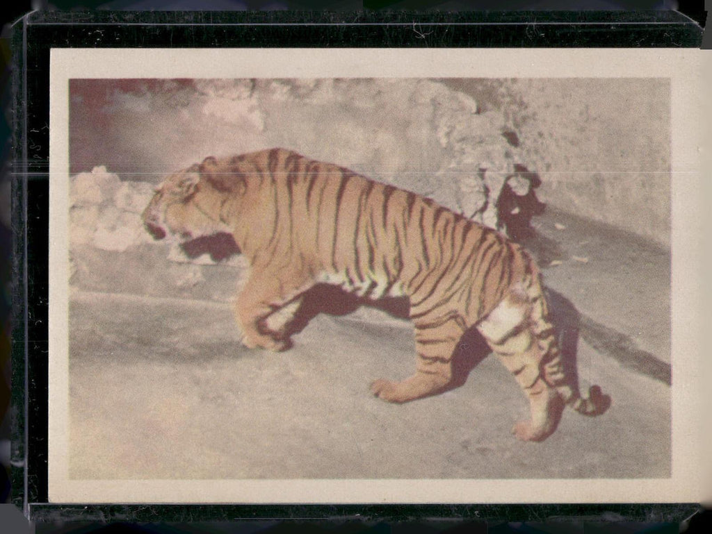 1960 Premiere/Oak Animals (R724-6) #NNO Sumatran Tiger